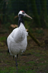 Portrait of Red crowned crane