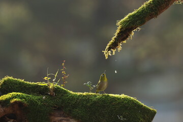 A bird in nature catching and eating falling water