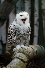 Portrait of Snowy owl on branch