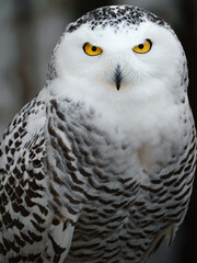 Portrait of Snowy owl on branch