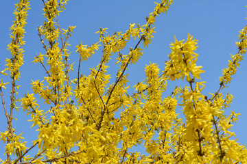 Forsythia blooms in nature.