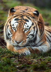 Portrait of Siberian tiger in zoo