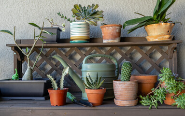 Wide angle view of potting bench with various plants, succulents, orchid, watering can, trowel