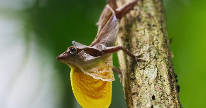 Many-scaled anole