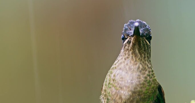 Many-spotted hummingbird