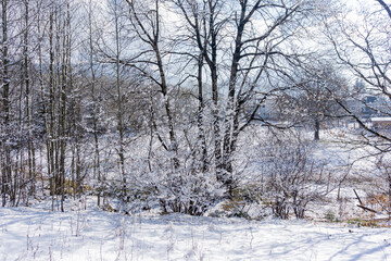 Fototapeta na wymiar Snowy field and trees in winter