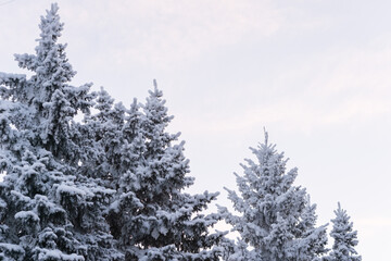 Winter trees in a snow after snowfall on the sky background. Russia