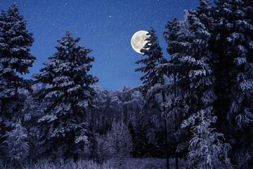 Winter forest at star night with moon with trees in a snow after snowfall. Russia