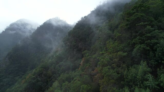 For&ecirc;t de Mad&egrave;re dans la brume