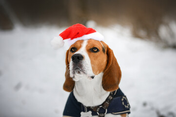 dog breed beagle wearing santa hat