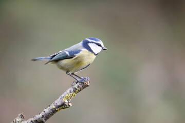 Adult Blue Tit (Cyanistes caeruleus) posed on the end of a stick in British back garden in Winter. Yorkshire, UK - obrazy, fototapety, plakaty