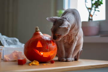 Sphynx cat in the kitchen with halloween pumpkin