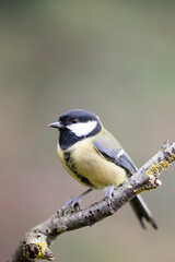 Fototapeta premium Adult Great Tit (Parus Major) posed on the end of a stick in British back garden in Winter. Yorkshire, UK