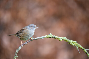 Dunnock (Prunella modularis) in Winter. Perched on a bare branch with a natural brown foliage background - Yorkshire, UK in January