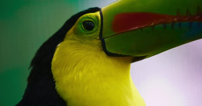 Keel-billed toucan