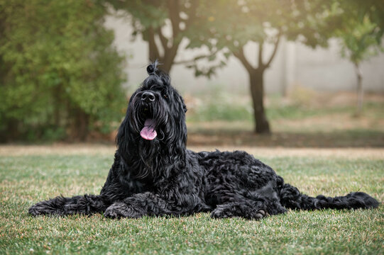 Happy black russian terrier dog lying on the grass in a summer garden