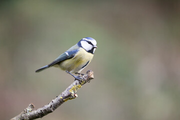 Portrait of an Adult Blue Tit (Cyanistes caeruleus) posed on the end of a stick in British back...