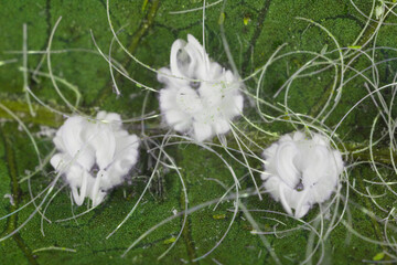 Aleurodicus dispersus, the spiralling whitefly, is a species of small, white sap-sucking insect, a...