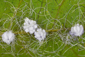 Obraz premium Aleurodicus dispersus, the spiralling whitefly, is a species of small, white sap-sucking insect, a true bug in the order Hemiptera. Larvae.