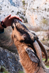 Un hombre acariciando a una cabra, Picos de Europa, Asturias, España