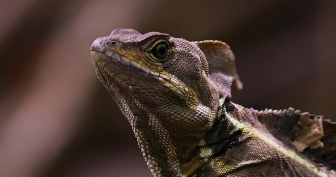 Common basilisk