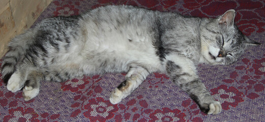 Grey cat laying on carpet in room. Lazy pet at home. Cat sleeping