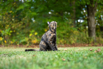 tortoiseshell cat in the grass in summer