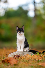 Cute black and white cat sitting on a rock