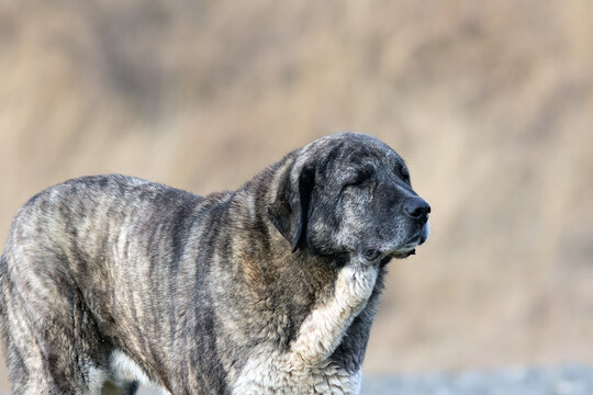 huge kangal dog closeup