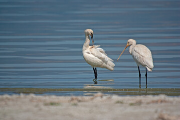 Eurasian Spoonbill, Platalea leucorodia, resting in Burdur Lake in Turkey.