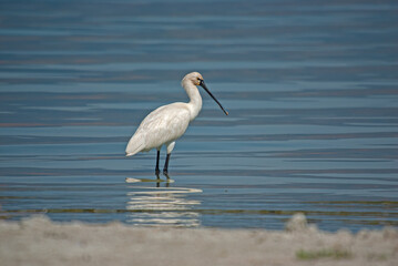 Eurasian Spoonbill, Platalea leucorodia, resting in Burdur Lake in Turkey.