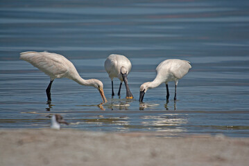 Eurasian Spoonbill, Platalea leucorodia, feeding in Burdur Lake in Turkey.