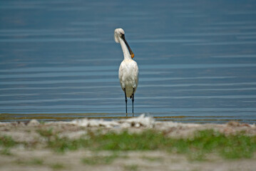 Eurasian Spoonbill, Platalea leucorodia, resting in Burdur Lake in Turkey.