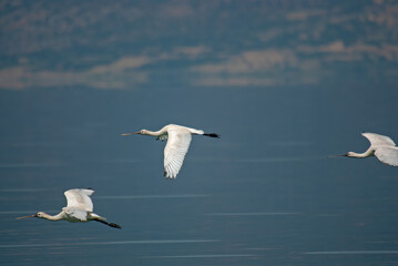 Eurasian Spoonbill, Platalea leucorodia, flying in the sky in Lake Burdur, Turkey.