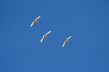Eurasian Spoonbill, Platalea leucorodia, flying in the sky in Lake Burdur, Turkey.