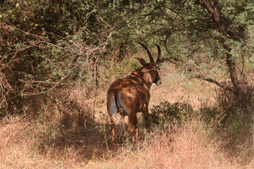 Naklejka na ściany i meble une antilope rouanne dans sa savane