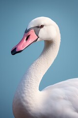 Fototapeta premium beautiful swan