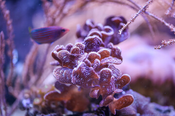 Korallen und Anemonen, Krustenanemonen in einem Meerwasseraquarium.