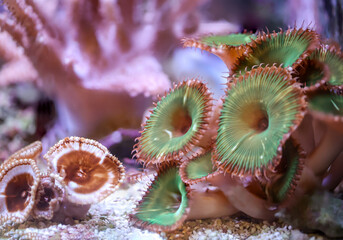 Korallen und Anemonen, Krustenanemonen in einem Meerwasseraquarium.