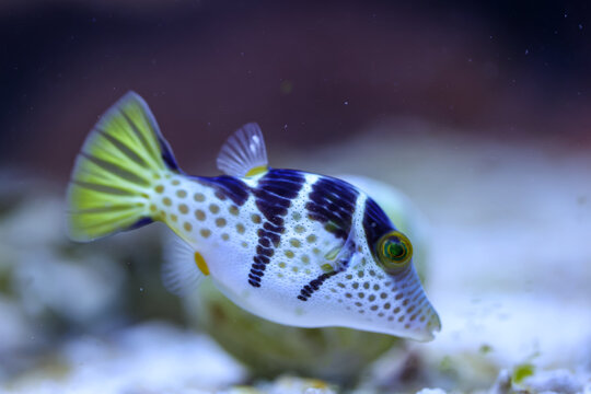 Portrait eines Canthigaster valentini Sattel-Spitzkopfkugelfisch, Sattel-Krugfisch. Ein sehr giftiges Tier.