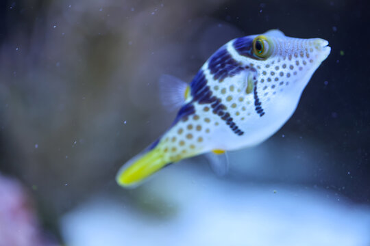 Portrait eines Canthigaster valentini Sattel-Spitzkopfkugelfisch, Sattel-Krugfisch. Ein sehr giftiges Tier.