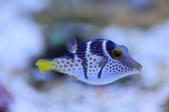 Portrait eines Canthigaster valentini Sattel-Spitzkopfkugelfisch, Sattel-Krugfisch. Ein sehr giftiges Tier.