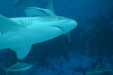 Fototapeta premium shark in aquarium