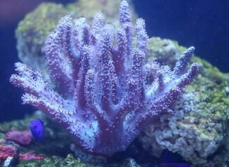 Korallen und Anemonen, Krustenanemonen in einem Meerwasseraquarium.