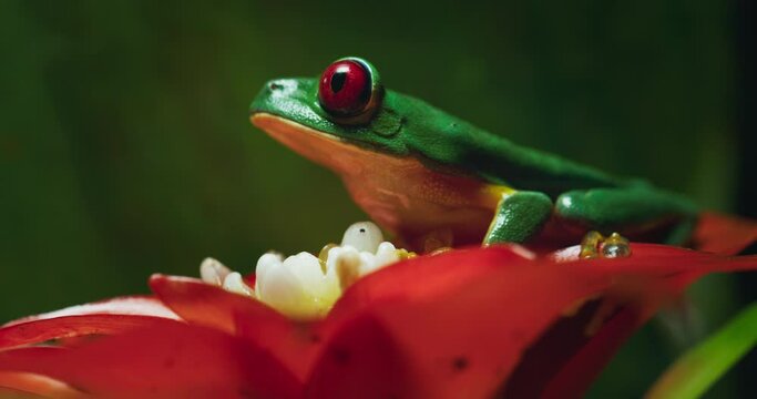 Red-eyed tree frog