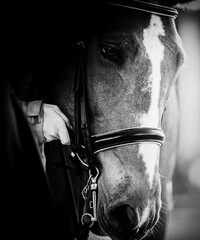 A black-and-white portrait of a horse, which a horse breeder puts a bridle on its muzzle....
