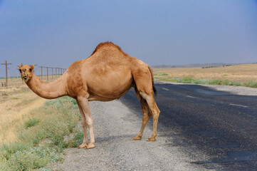 Camel stands on road with vast steppe in background, clear sky above.