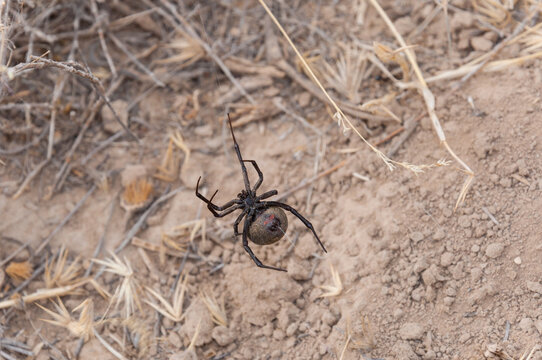 A Latrodectus tredecimguttatus, also known as a Black Widow or Karakurt, displays its lethal beauty on arid ground.