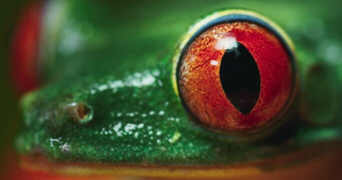 Red-eyed tree frog