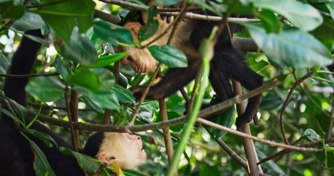 Capuchin monkeys